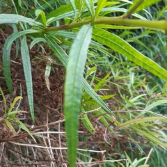 Senecio linearifolius