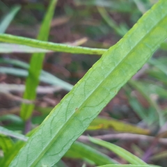 Senecio linearifolius