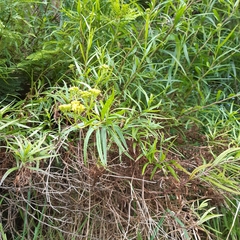 Senecio linearifolius