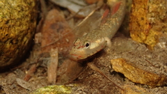 Rhinogobius duospilus