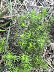 Thymophylla tenuiloba