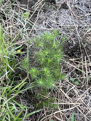 Thymophylla tenuiloba