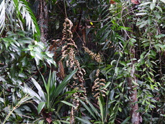 Calamus australis
