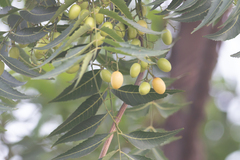 Azadirachta indica