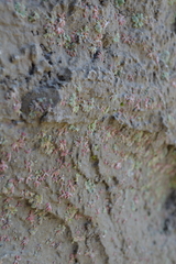 Riccia