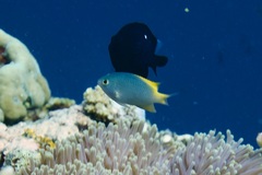 Pomacentrus lepidogenys