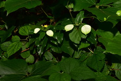 Mussaenda formosanum