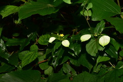 Mussaenda formosanum