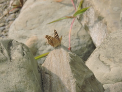 Junonia lemonias aenaria
