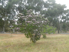 Dais cotinifolia