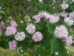 Dais cotinifolia