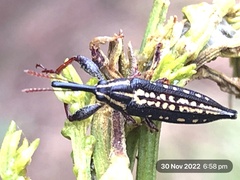 Rhinotia