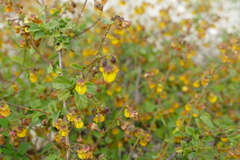 Hermannia multiflora