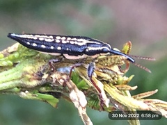 Rhinotia