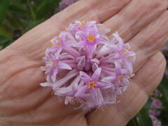 Dais cotinifolia