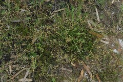 Spergularia bocconei