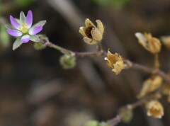 Spergularia bocconei