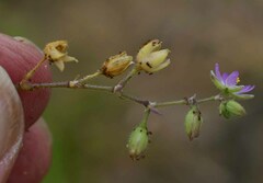 Spergularia bocconei