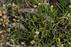 Spergularia bocconei