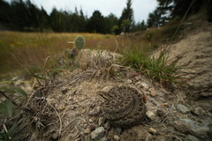 Crotalus triseriatus