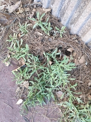 Reichardia picroides