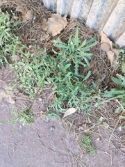 Reichardia picroides