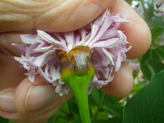 Dais cotinifolia