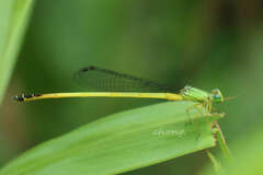 Ceriagrion