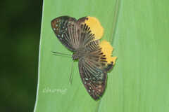 Mooreana trichoneura