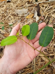 Cissus oblonga