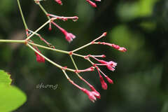 Urceola rosea