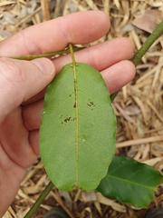 Cissus oblonga