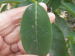 Dais cotinifolia