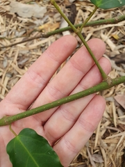 Cissus oblonga