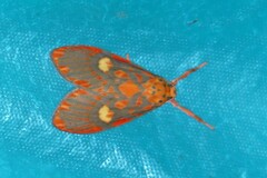 Ammatho cuneonotatus