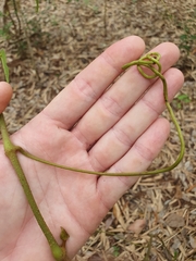 Cissus oblonga