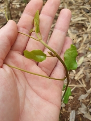Cissus oblonga