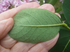 Dais cotinifolia