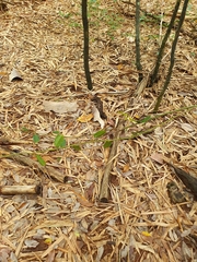Cissus oblonga