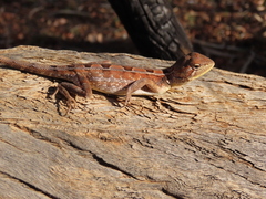 Diporiphora australis