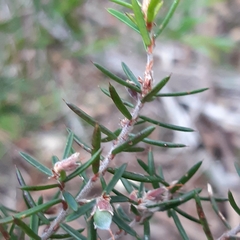 Pultenaea juniperina
