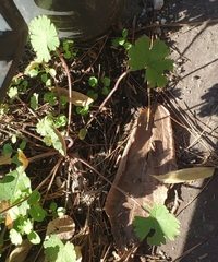 Geranium rotundifolium