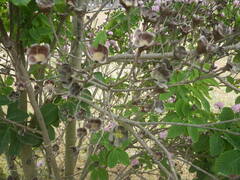 Dais cotinifolia