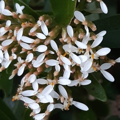 Olearia erubescens