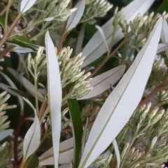 Olearia erubescens