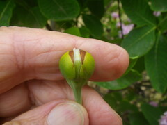Dais cotinifolia