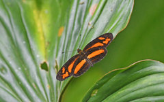 Castilia eranites
