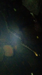 Malayopython reticulatus