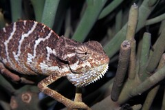 Chamaeleo monachus