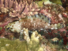 Epinephelus macrospilos